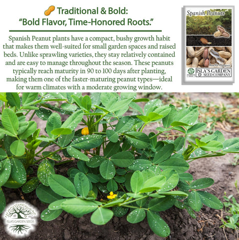 Isla’s Garden Seeds Spanish peanut seeds – compact plants suited for roasting and snacking.