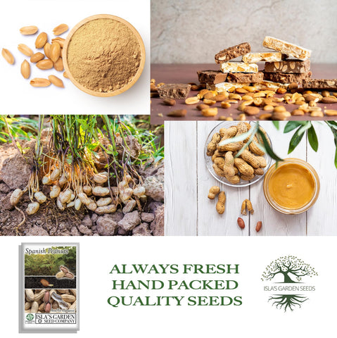 Isla’s Garden Seeds Spanish peanut seeds – thin skins ease peeling for kitchen use.