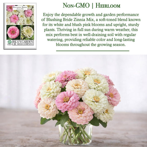 Strong-stem zinnia plants from Isla's mix ideal for bouquets.