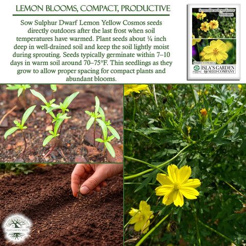 Isla's Garden Seeds sun-loving cosmos thrives in hot climates and light soil