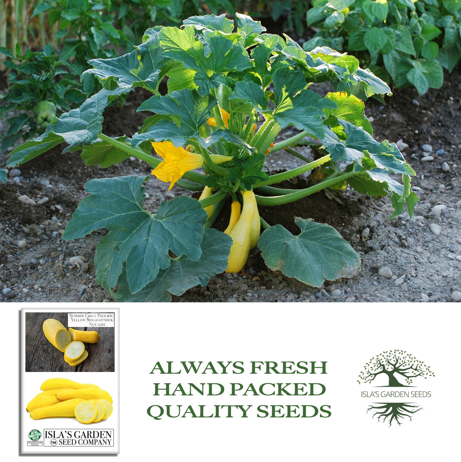 Isla's Garden Seeds seed packet and garden setup