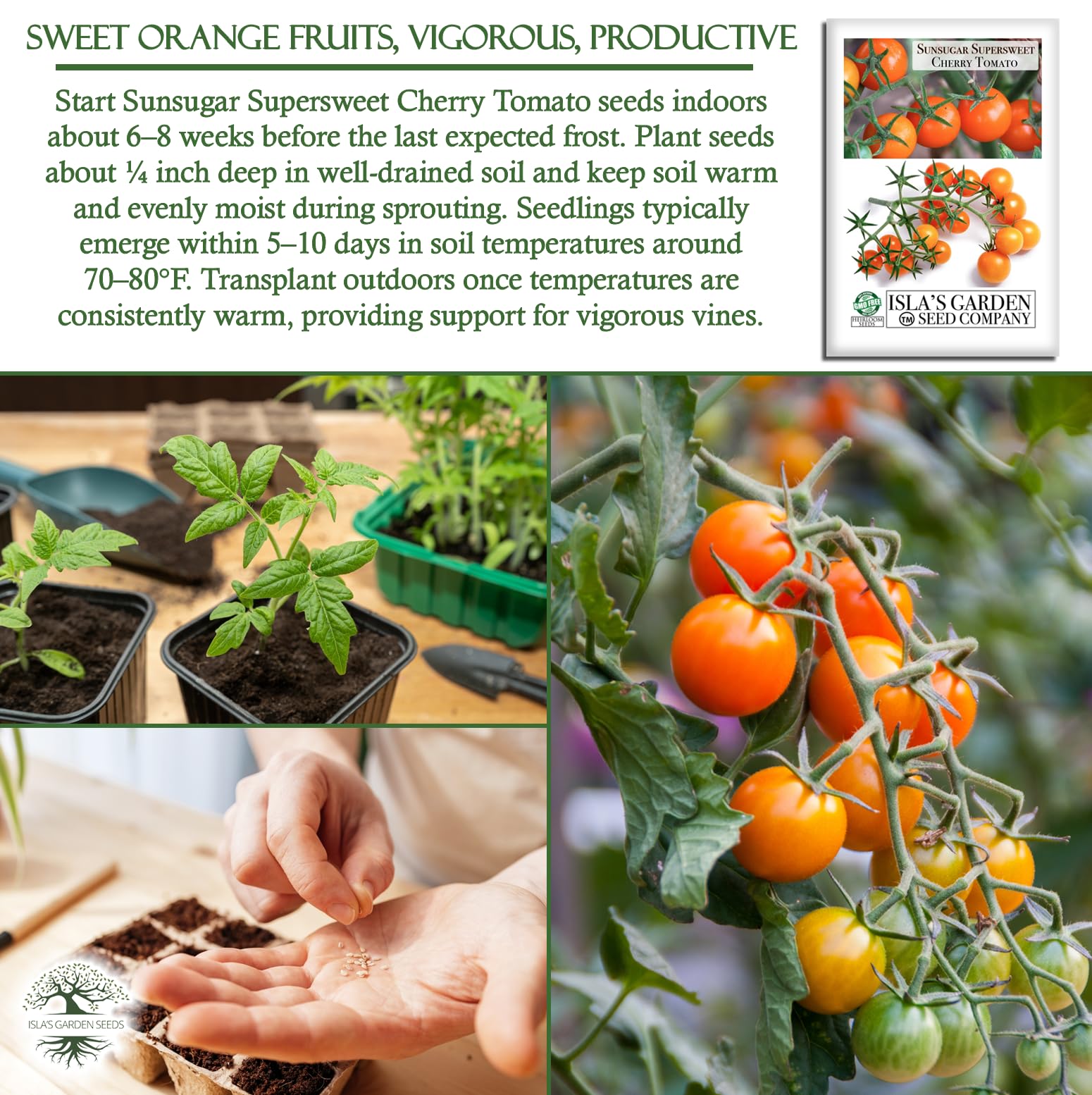 Full-sun growth yields robust vines in sunny garden spaces.