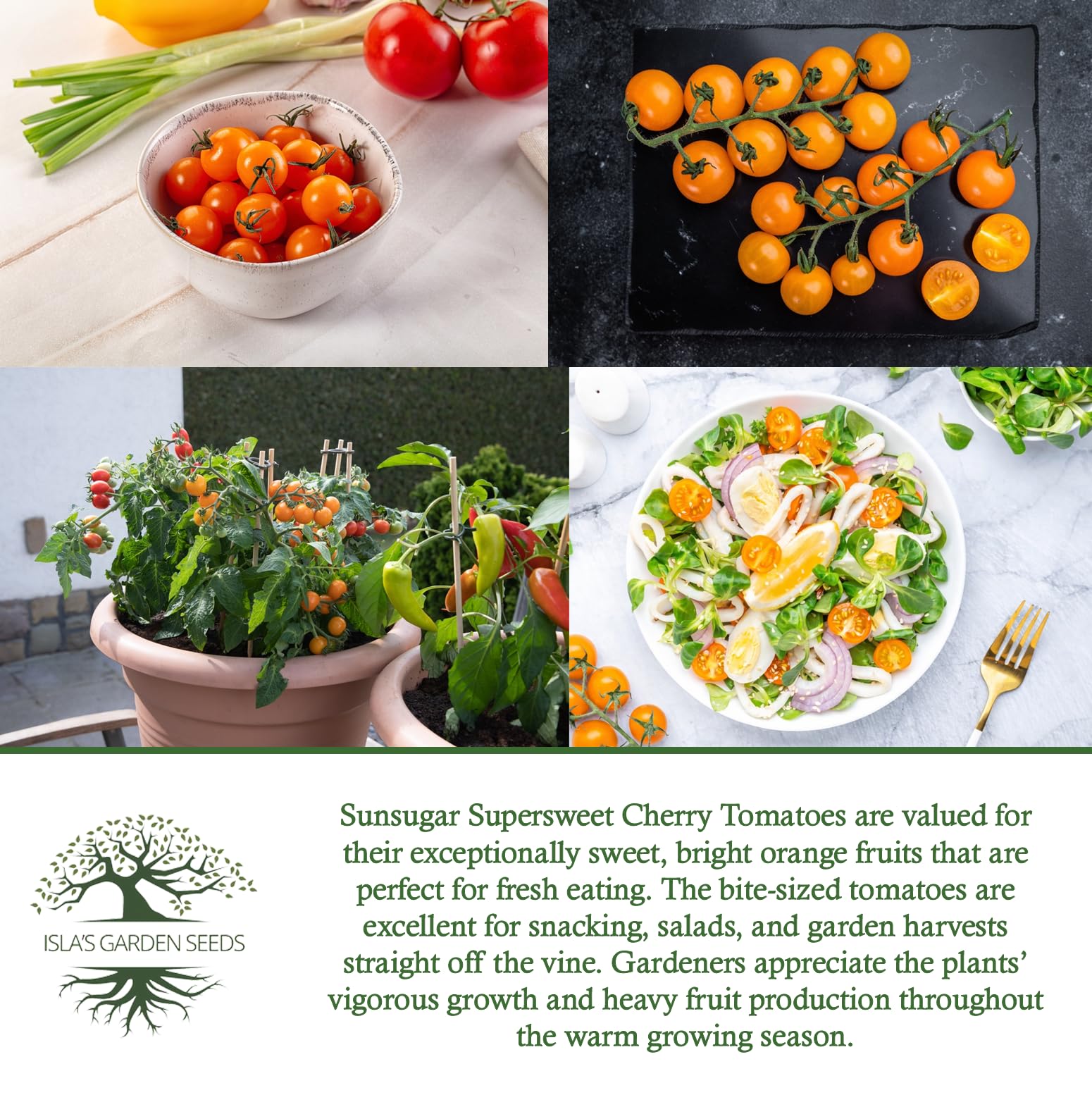Harvest-ready orange cherry tomatoes ready for picking and fresh eating.