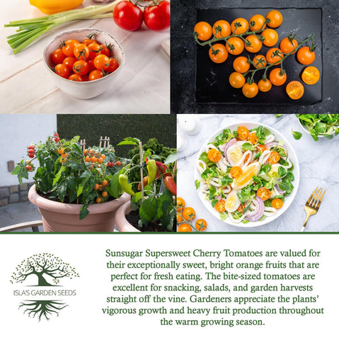 Harvest-ready orange cherry tomatoes ready for picking and fresh eating.