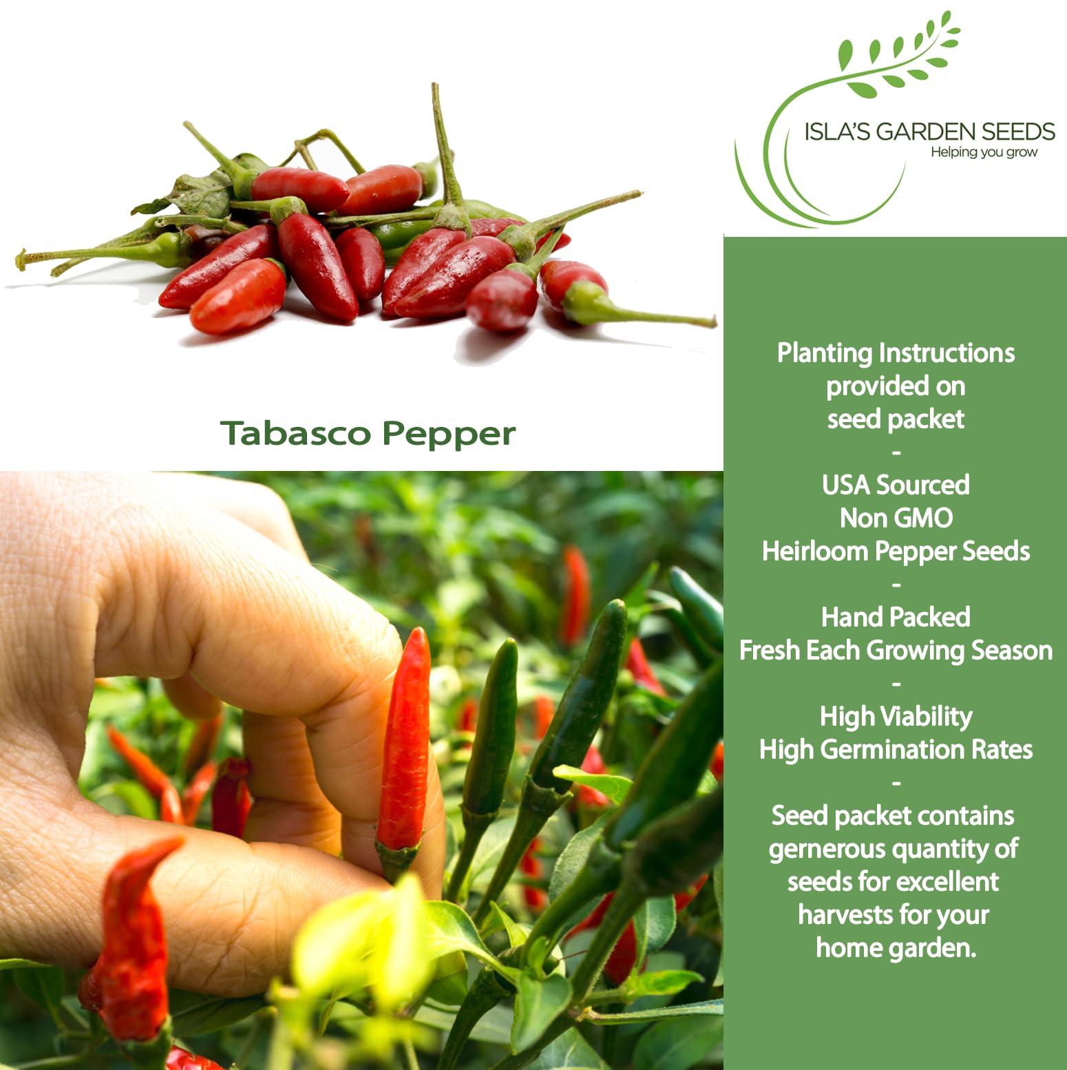 Tabasco pepper pods turning red on the plant for hot sauces.