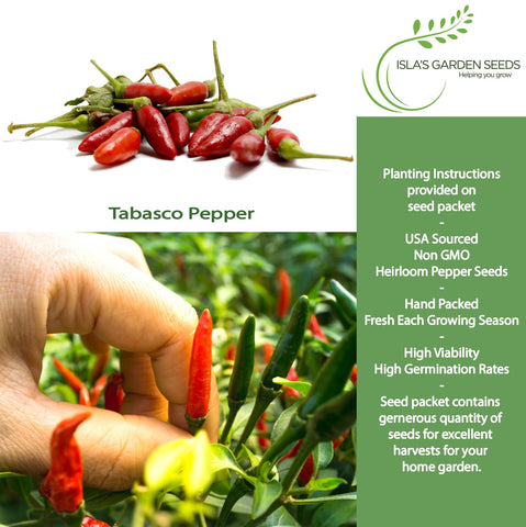 Tabasco pepper pods turning red on the plant for hot sauces.
