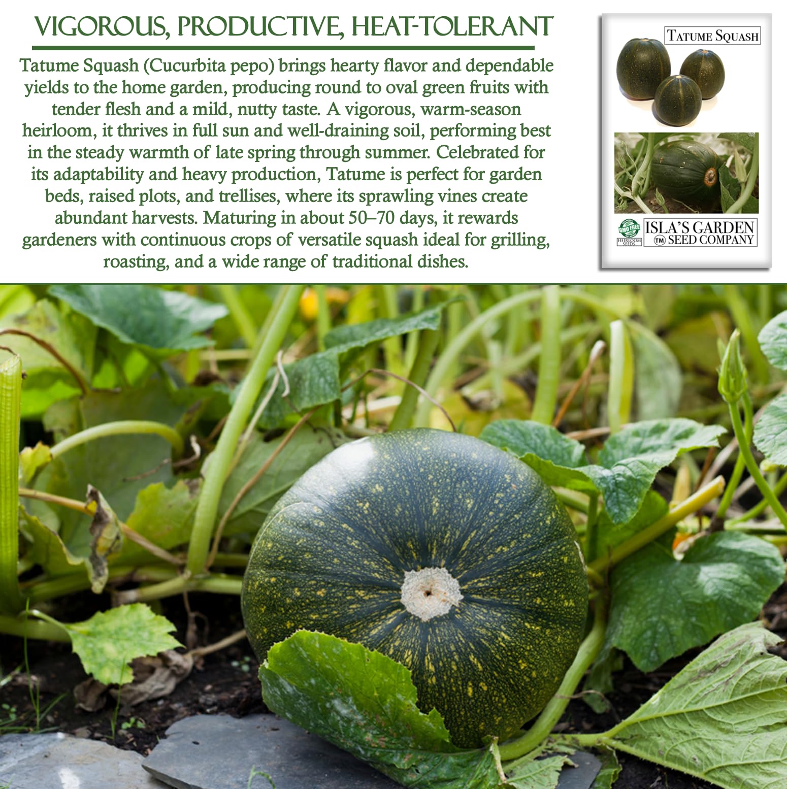 Isla's Garden Seeds Tatume squash 4–6 inch summer fruit ready to harvest