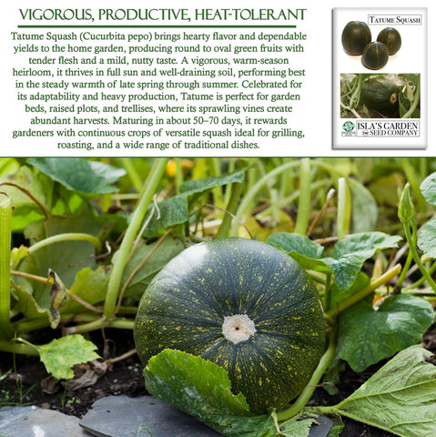 Isla's Garden Seeds Tatume squash 4–6 inch summer fruit ready to harvest