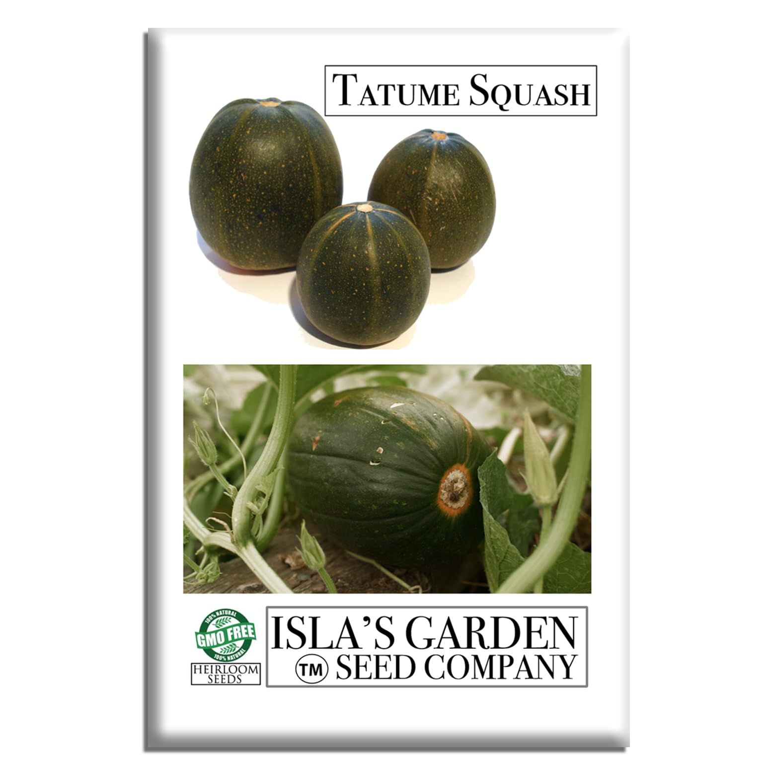 Isla's Garden Seeds Tatume squash mature golden yellow rind on the vine