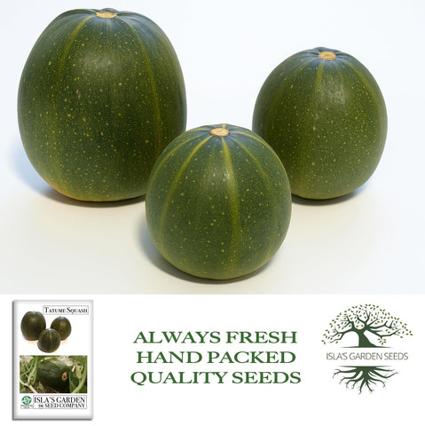 Isla's Garden Seeds Tatume squash open-pollinated heirloom variety