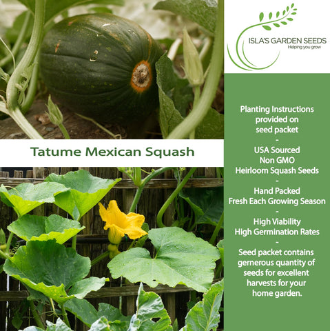 Isla's Garden Seeds Tatume squash vine with growth and tips for support