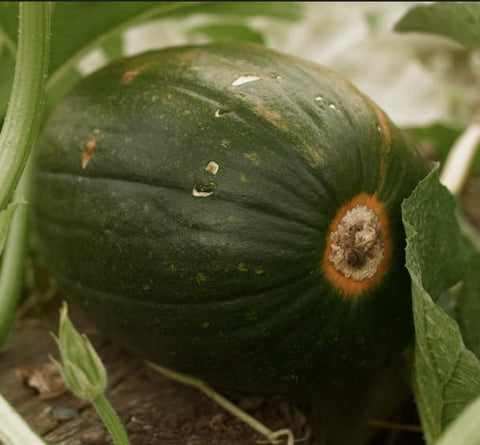 Isla's Garden Seeds Tatume squash young green fruit ready for summer harvest