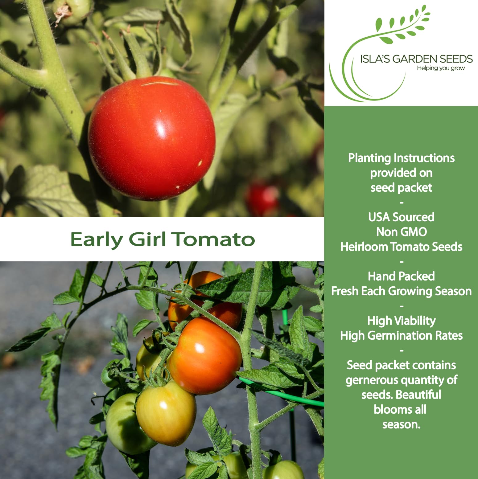 Isla's Garden Seeds tomato plant under stake demonstrating sturdy support.