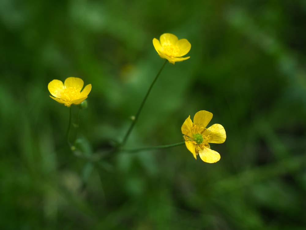 Field bloom of Western Buttercup across a meadow for natural color.