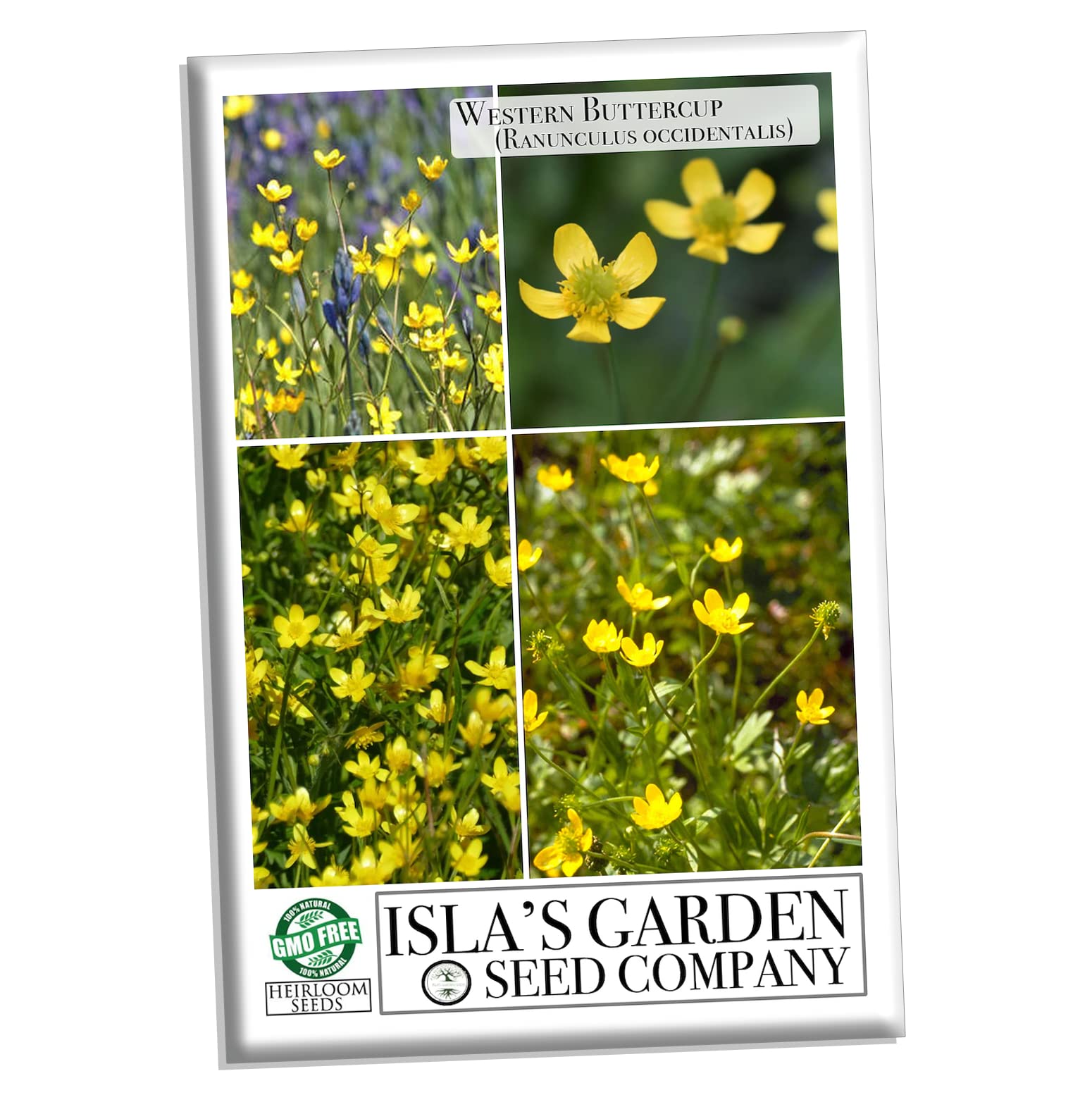 Western Buttercup petals close-up with Isla's Garden Seeds for bright borders.