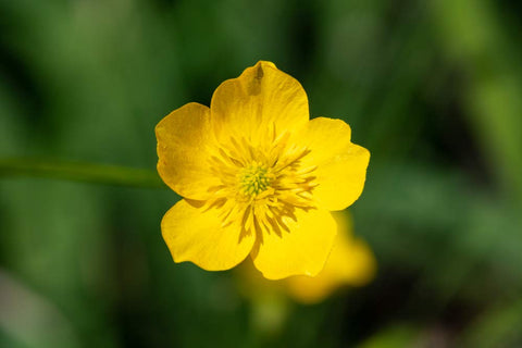Woodland planting with Western Buttercup from Isla's Garden Seeds.