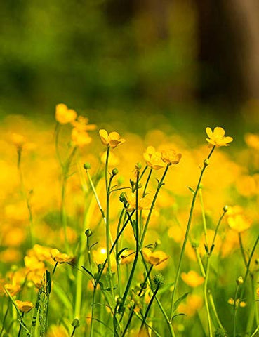 Pollinator-friendly garden featuring Western Buttercup from Isla's Garden Seeds.