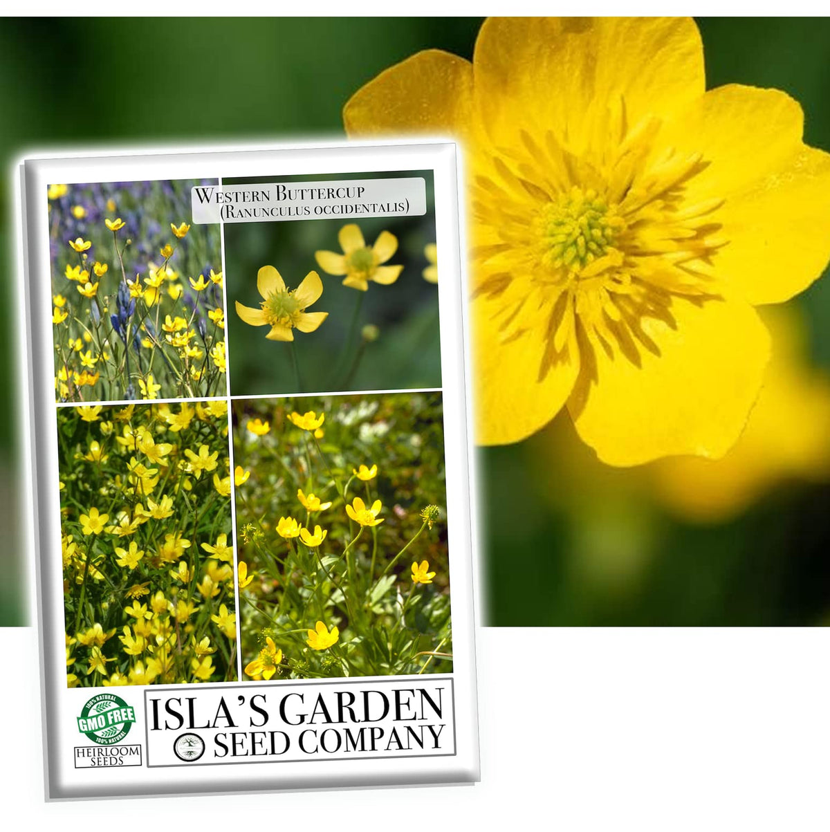 Isla's Garden Seeds Western Buttercup seed packet, perfect for planning a pollinator-friendly garden.