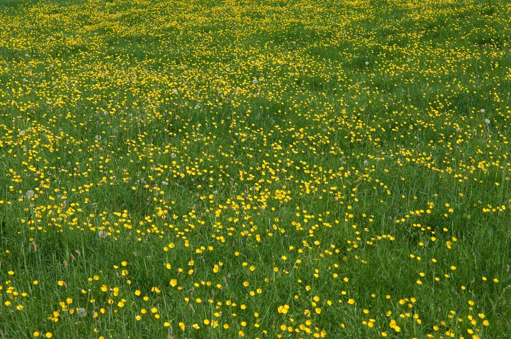 USDA zones 4–9 suitability for Western Buttercup across climates.