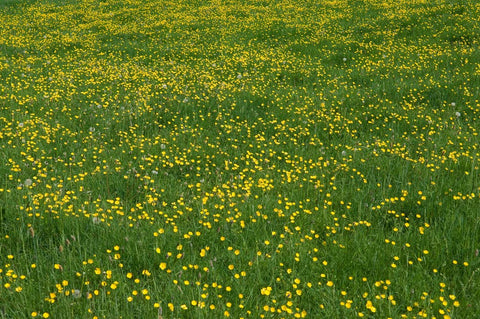 USDA zones 4–9 suitability for Western Buttercup across climates.