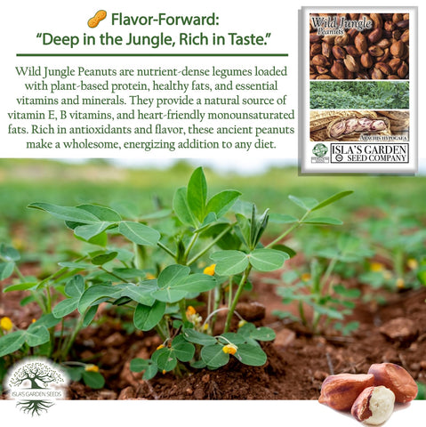 Isla's Garden Seeds Wild Jungle Peanut pods close-up highlighting earthy texture.