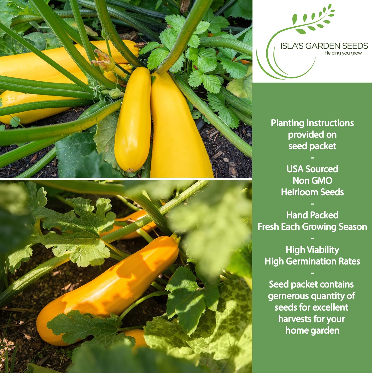 Isla's Garden Seeds closeup of yellow squash skin and tender flesh
