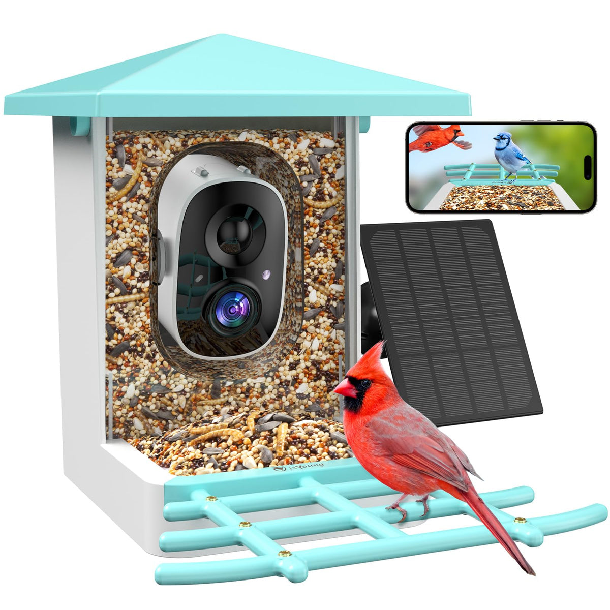 isYoung smart bird feeder with camera captures clear birds at the feeder for easy viewing