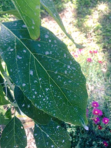 Organic patented formula from IV Organic offers a safer alternative to latex and tar-based products.