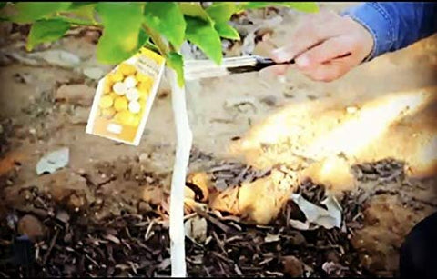 IV Organic 3-in-1 Plant Guard on roses and trees protects from sun and pests