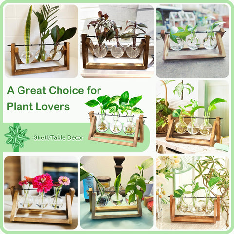 IVOLADOR I propagation station plant cuttings arranged in bulb vases for propagation.
