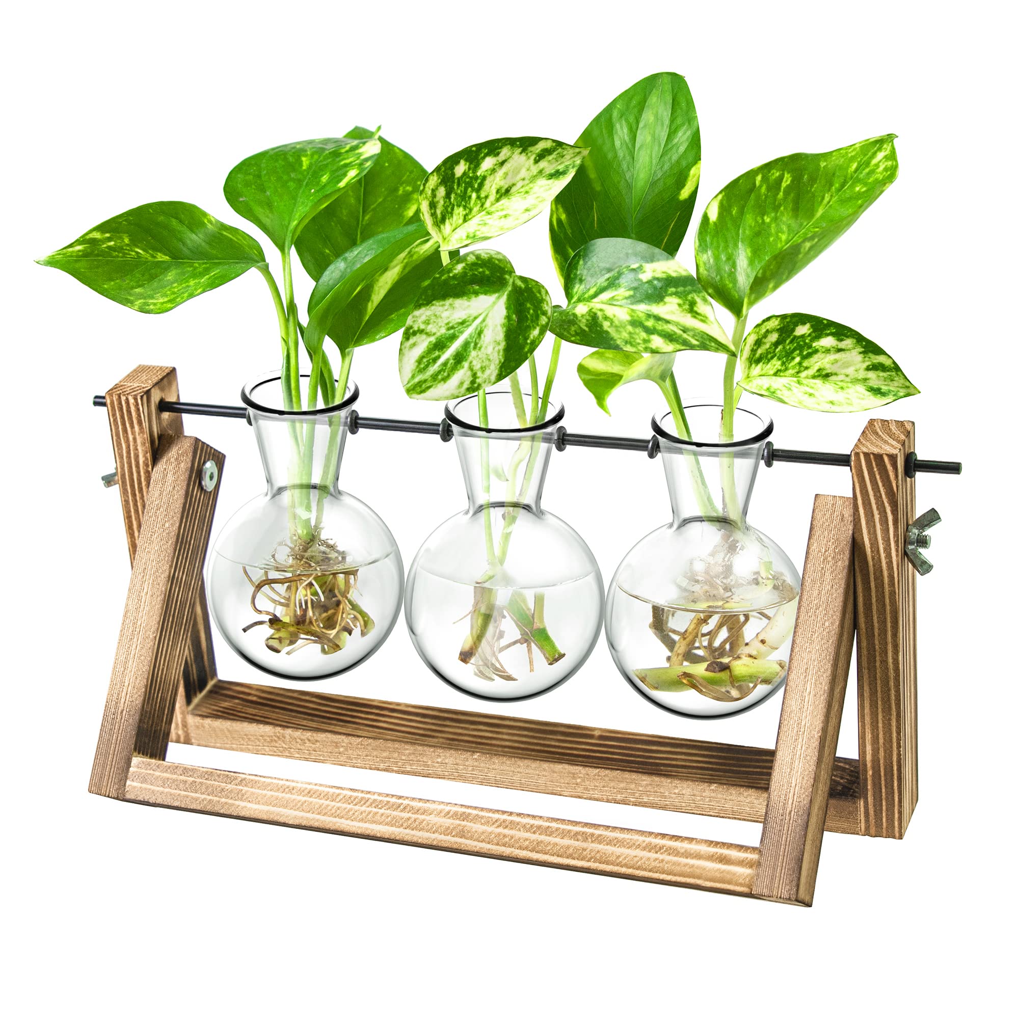 IVOLADOR I propagation station wooden stand with three bulb glass vases for display and growth.