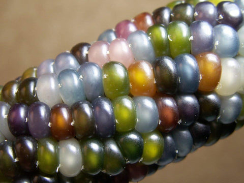 Ivy Bee Seeds Glass Gem corn ear close-up shows vibrant kernels for decorative and edible use