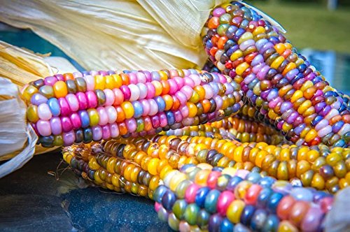 Ivy Bee Seeds Glass Gem corn ears display colorful diversity for ornamental and culinary uses