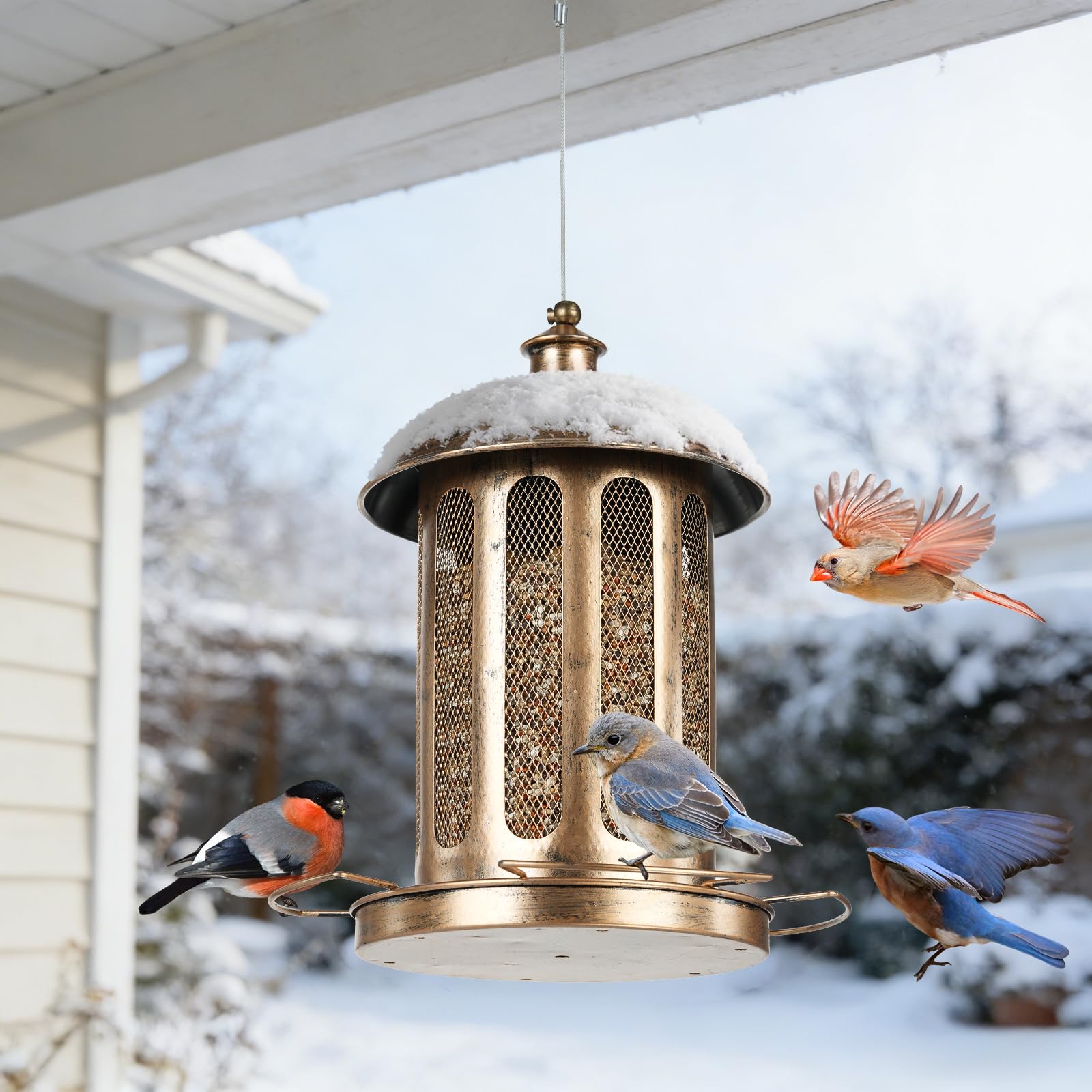 IWNTWY Bird Feeder attracts cardinals, bluebirds, and finches.