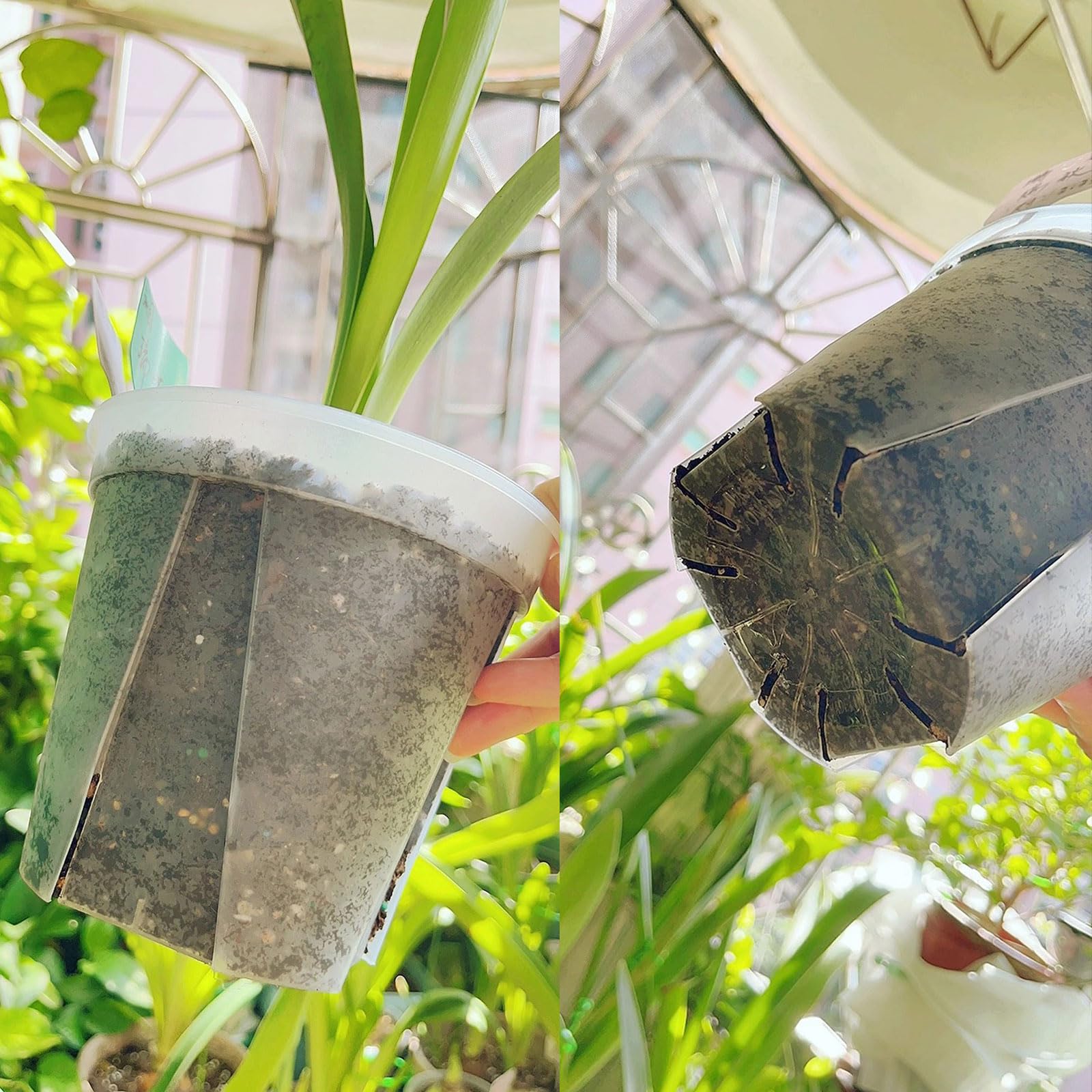 IWNTWY clear pots for close observation of plant growth and soil color