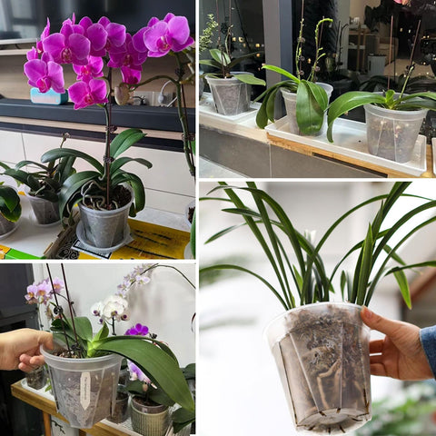 IWNTWY non-toxic clear pots for safe, visible gardening