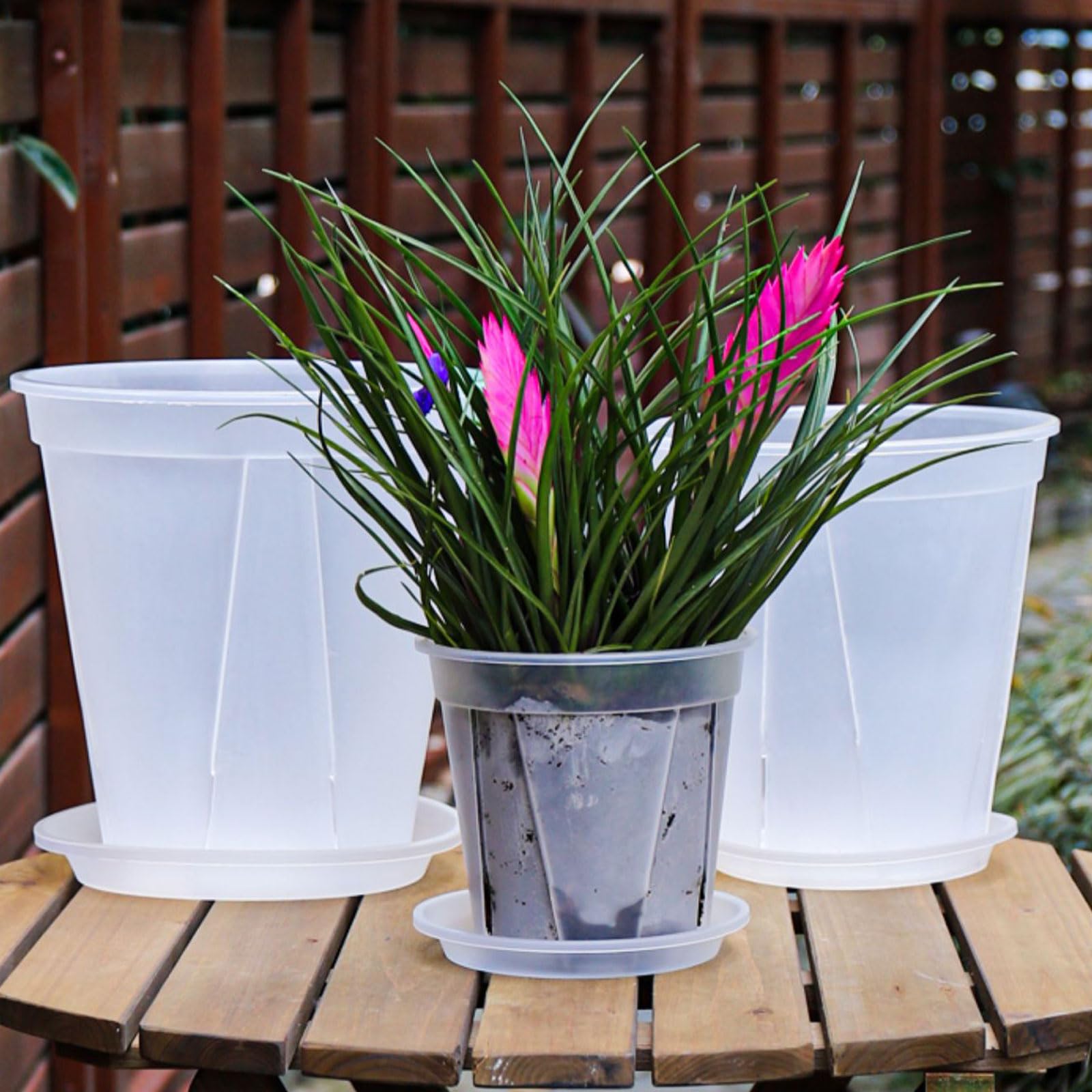 IWNTWY suitable for African violets and herbs in home displays
