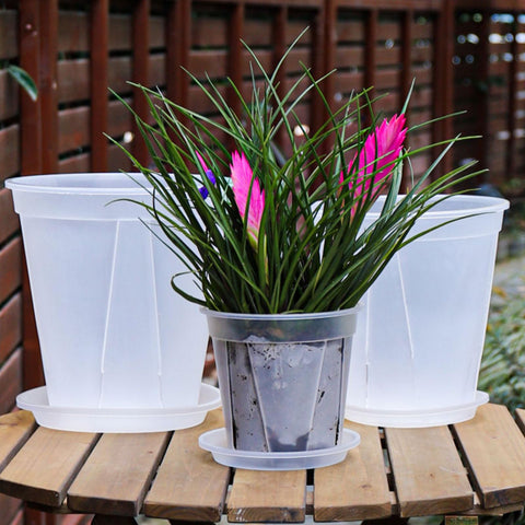 IWNTWY suitable for African violets and herbs in home displays
