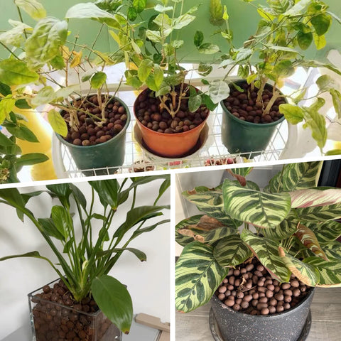 Decorative LECA media bed for stylish indoor plants