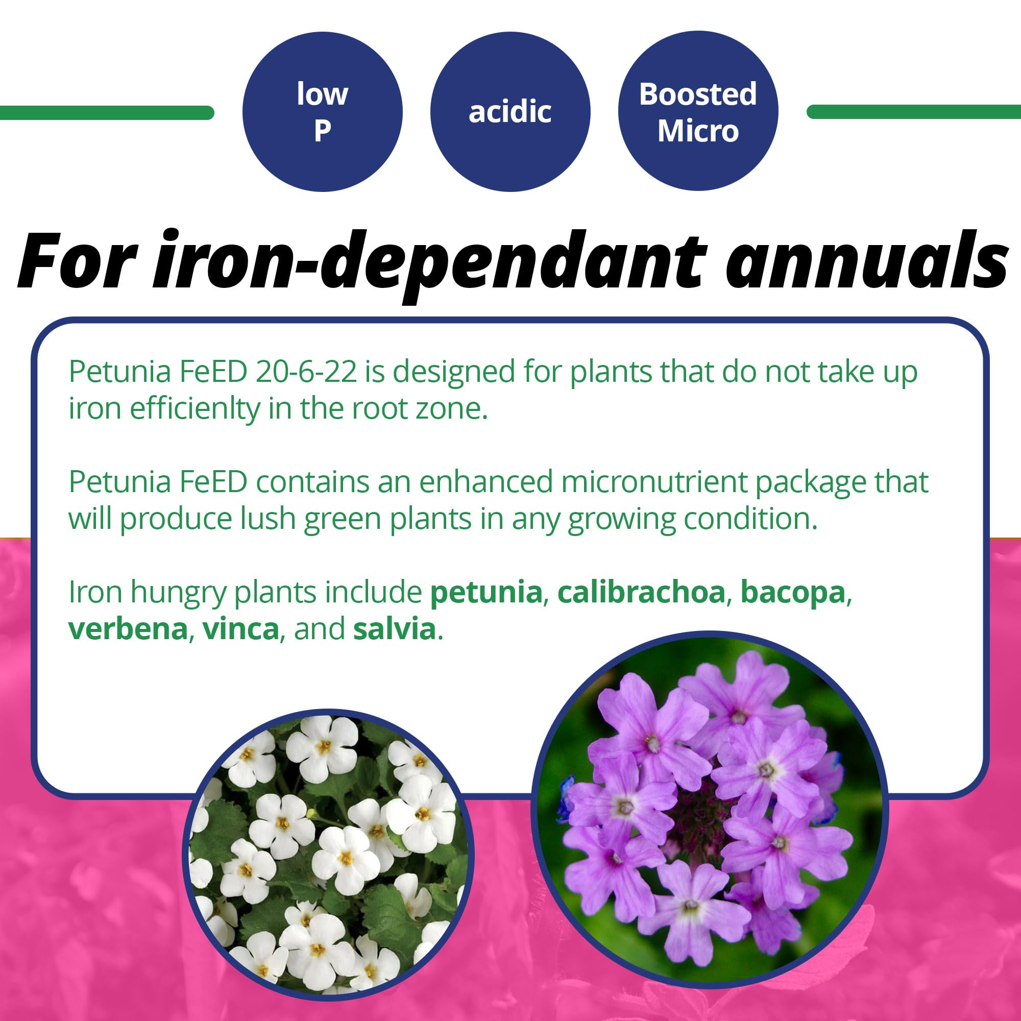 Leaf surfaces receive FeED foliar spray for quick uptake.