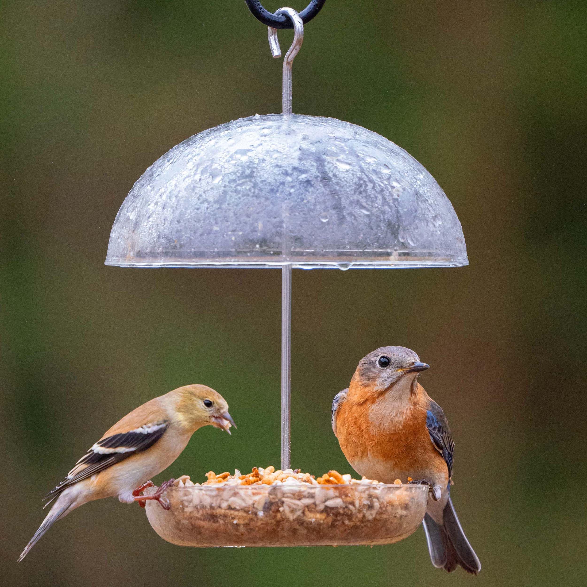 Pearl Feeder Mini drainage holes prevent water pooling and keep feed fresh
