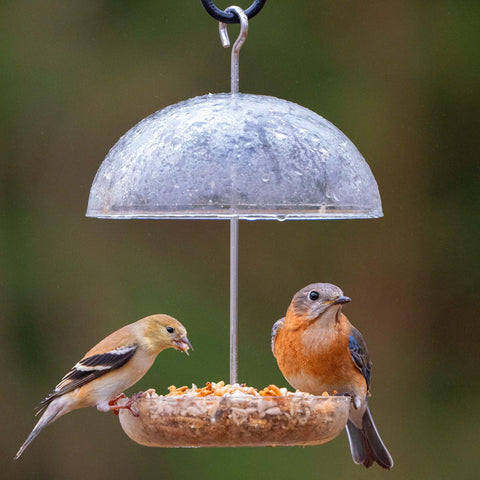 Pearl Feeder Mini drainage holes prevent water pooling and keep feed fresh