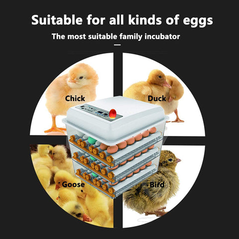 JAEDO incubator interior with 360-degree roller design enabling gentle egg turning