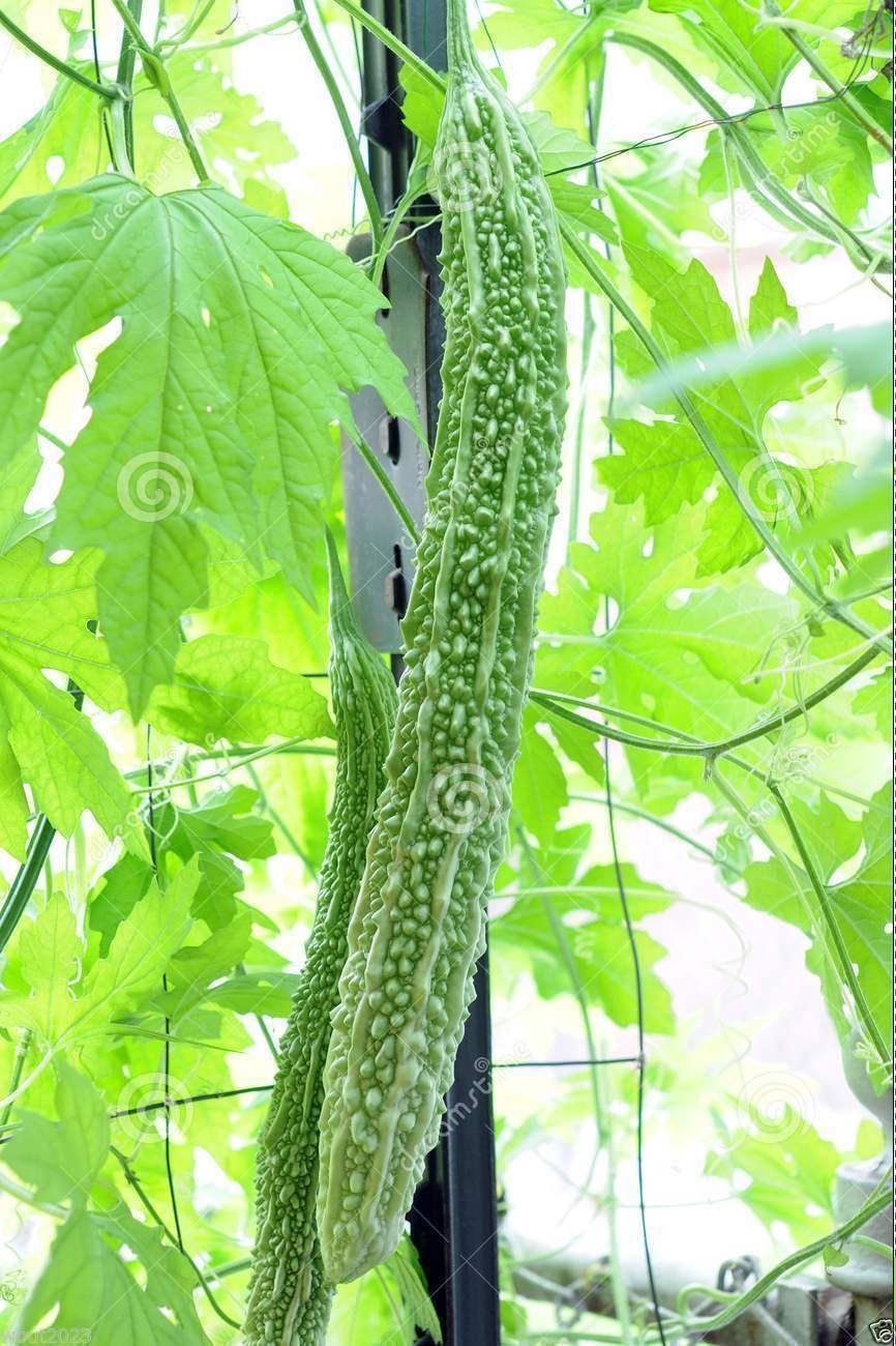 Japanese Long Bitter Gourd seeds in a field for home gardening and fresh harvest