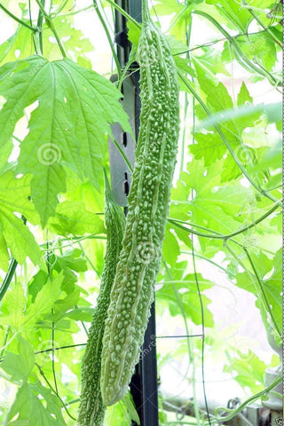 Japanese Long Bitter Gourd seeds in a field for home gardening and fresh harvest