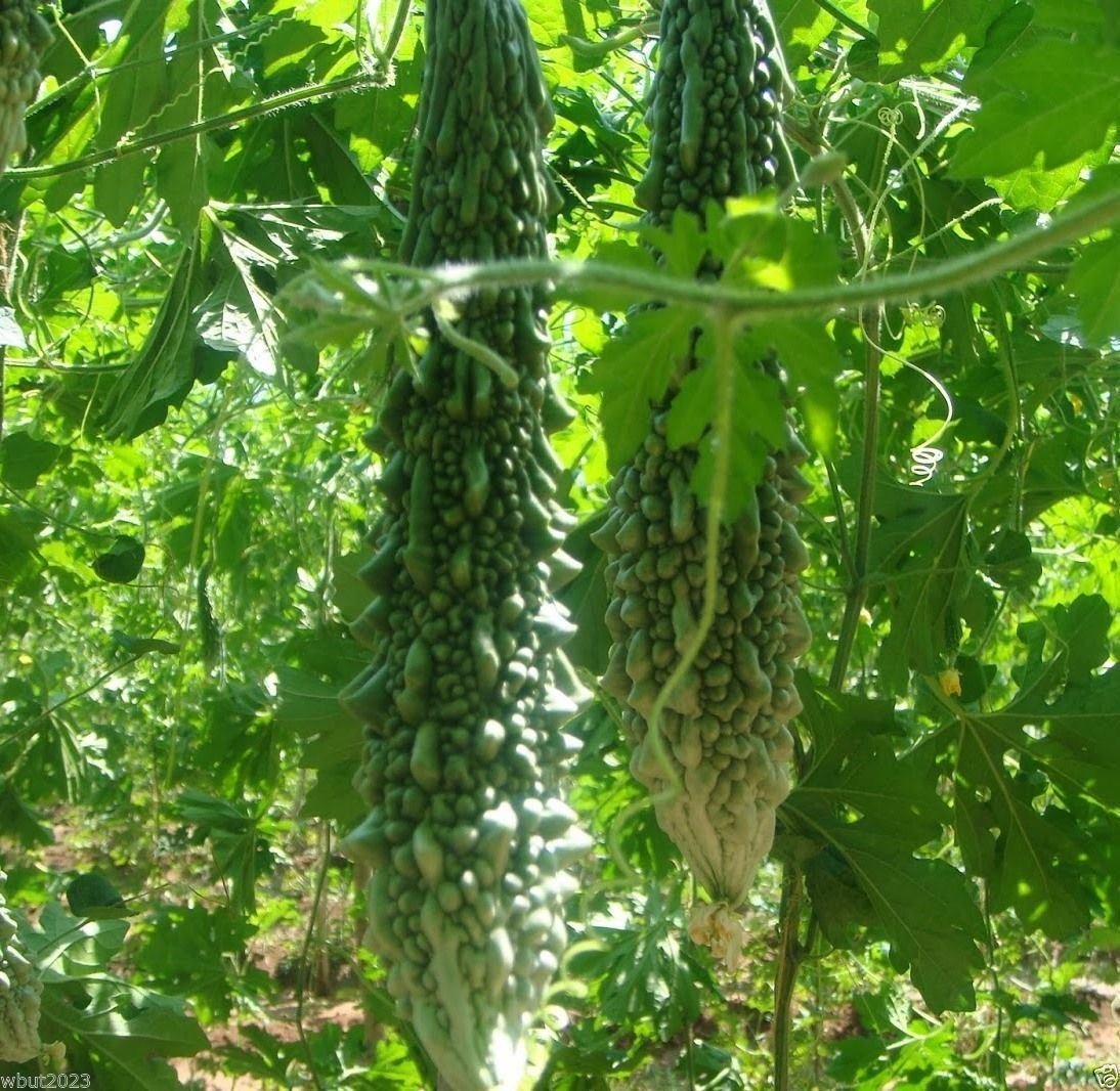 Ready-to-harvest bitter gourds show ideal size for stuffing or frying