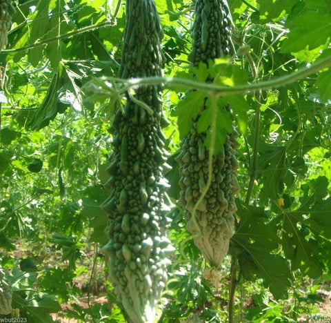 Ready-to-harvest bitter gourds show ideal size for stuffing or frying
