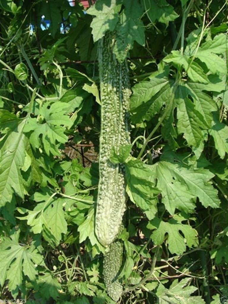 Japanese Long Bitter Gourd vine growing vigorously, ideal for trellises