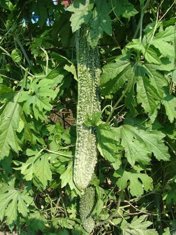 Japanese Long Bitter Gourd vine growing vigorously, ideal for trellises