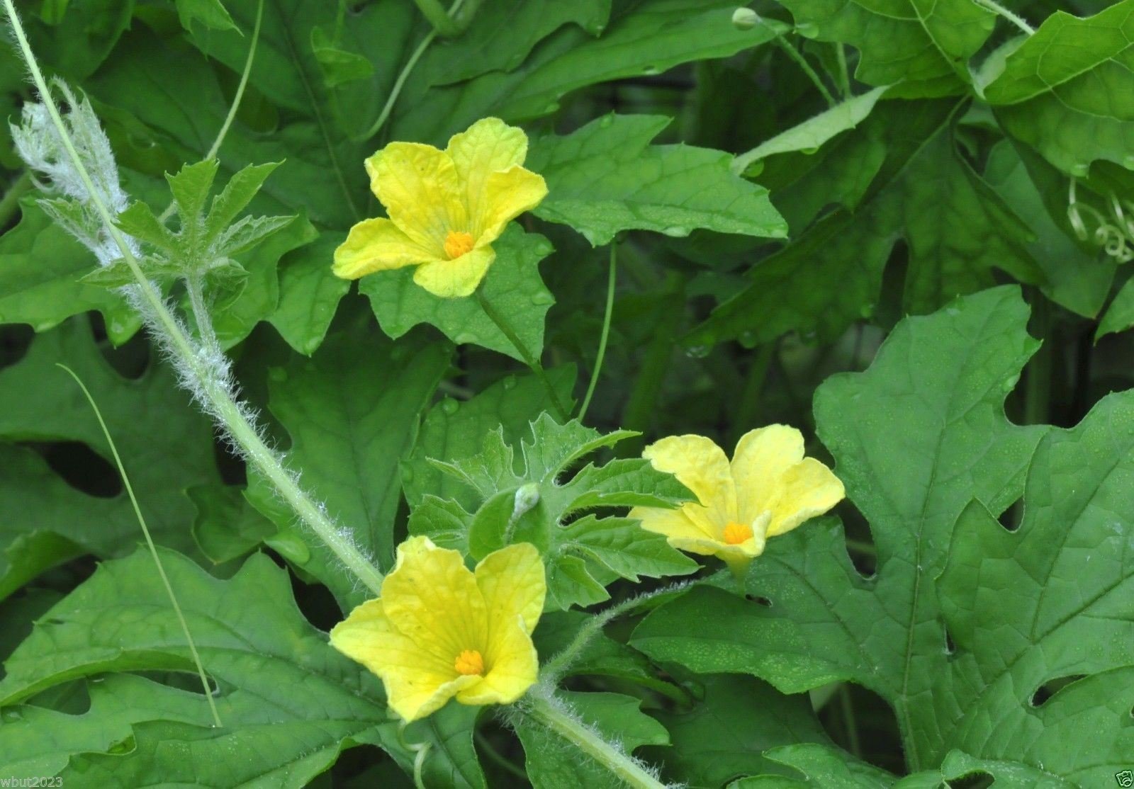 Young bitter gourds on the vine, crisp and tender for quick cooking